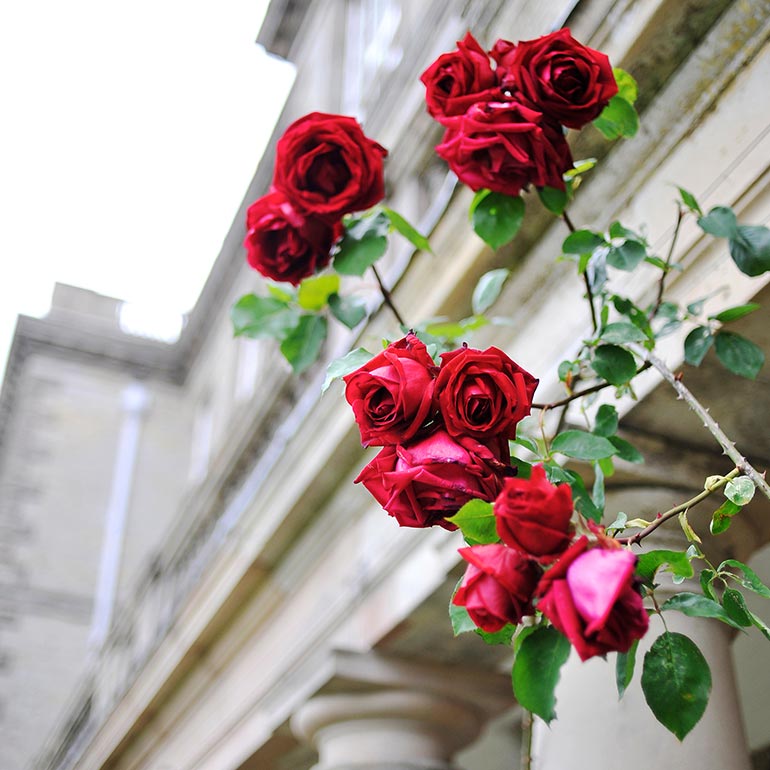 Roses outside Ragley Hall