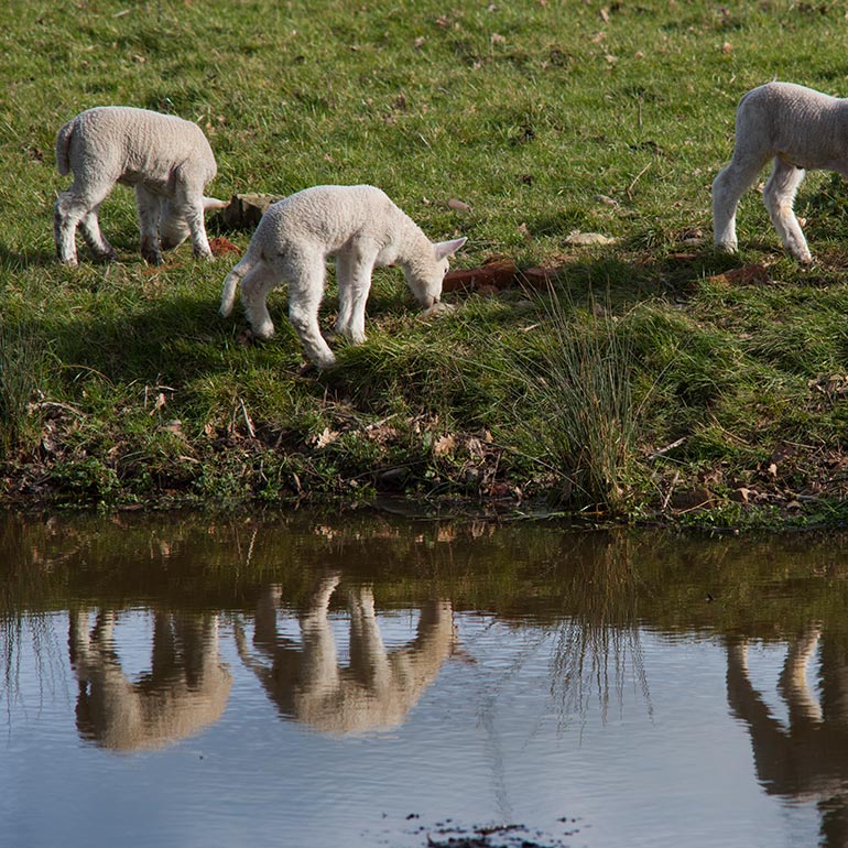 Sheep in field