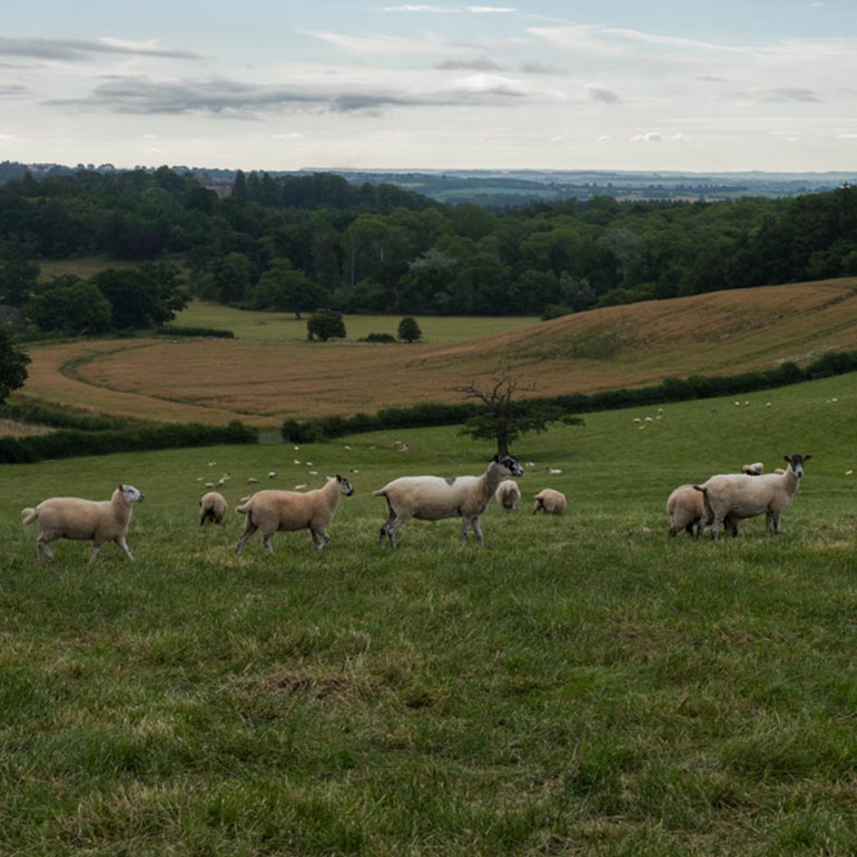 Sheep in field