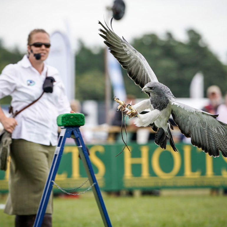 Falconry at Ragley Hall