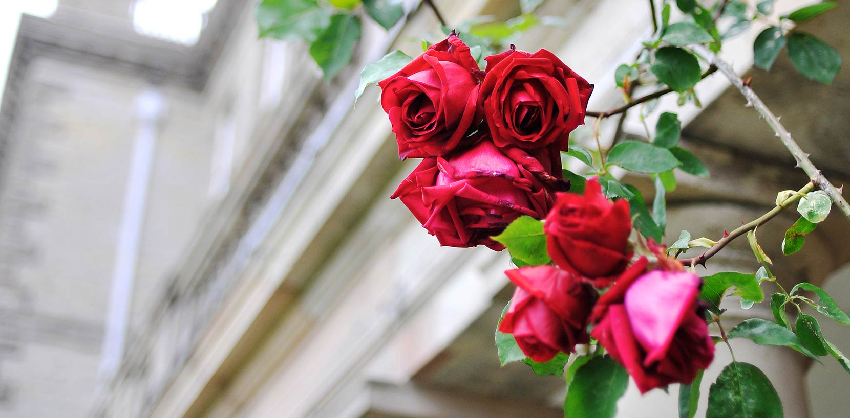 Roses on terrace at Ragley Hall