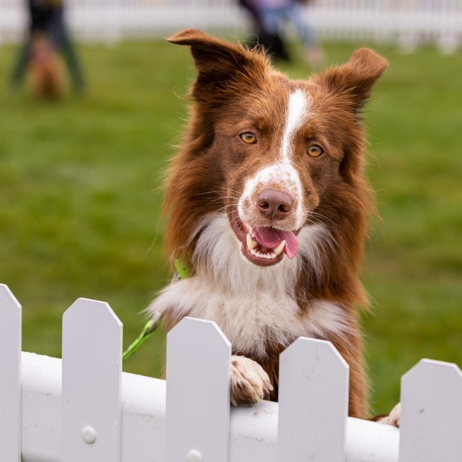 DogFest Ragley Hall
