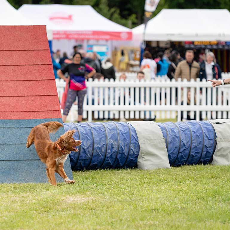 Dog Fest Ragley Hall