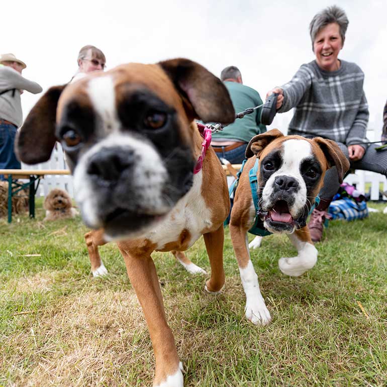 Dog Fest Ragley Hall